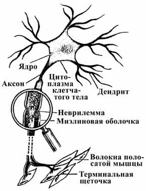 Рис. 1.7. Схематическая диаграмма нейрона.