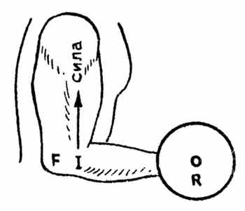 Рис. 1.8. Рефлекс растяжения мышцы и обратный рефлекс в качестве "аутогенных руководителей" движения коленного сустава.